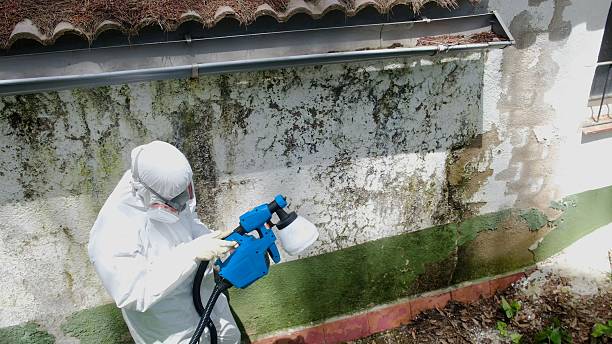 Top rated local Commercial Mold Remediation specialists in Henderson, TX